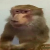 Кишлак, семьсот семь - Голливуд