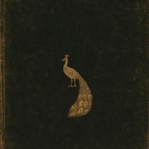 Хмурка - Павлин