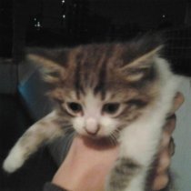 Morphy - снова будем рядом