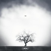 hatikoali - Саксаул