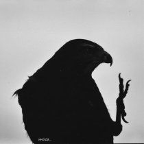 whiteback - иногда