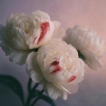 Curly People - Пионы