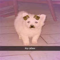 KAMZ0NER, golki - йоу сабаки