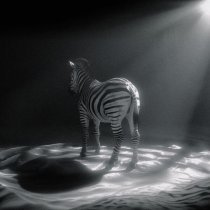 SATOMIC, VIRANA - CLUB