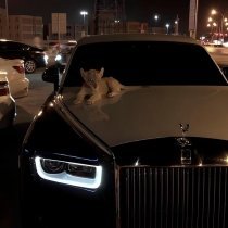 DXNKXR - Warm Glow of the Past Dreams