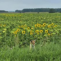 brndoom - grey nature