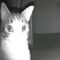 2003, Dreamside - why u die, why?