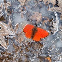 КРИЗАЛИС - Сгораю // холодно