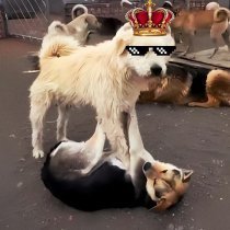 BRAZILIAN MASTER - King Charles The Alpha Dog (Sped Up)