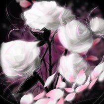 akkiemi, auratoshi - rose