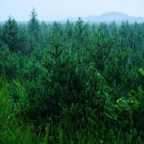 Александр Вольский, Звуки сна Окружающие Шумы - Шум Дождя Звук Дождя Шум Леса Атмосферные Звуки Белый Шум 3