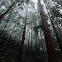 Money Flip - forgotten dreams