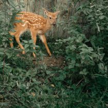 Сироткин - Лебедь из покрышки