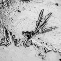 Jacob Groening - Melz