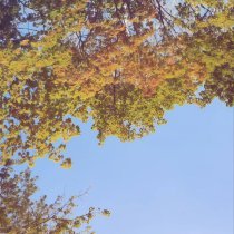 /brainrot/, Kursha - touch grass