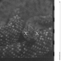 Би-2 - Ворон (Bonus Track)