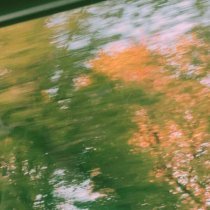 нуура, летяга - сон в цветущем саду