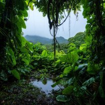Александр Вольский - Звуки Дождя Шум Леса Звуки Моря Белый Шум Для Сна